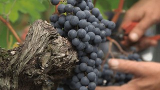 Matinée œcuménique : « Fruits de la terre et du travail des hommes »