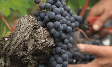 Matinée œcuménique : « Fruits de la terre et du travail des hommes »