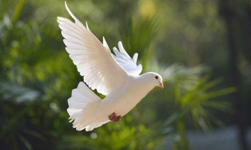 Pourquoi l’Esprit Saint est-il représenté par une colombe ?