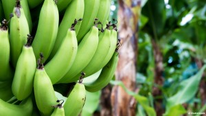 La clameur de la terre