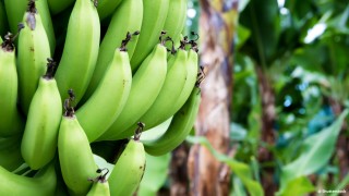 La clameur de la terre