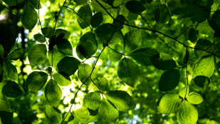 Entre les lignes..."Les arbres dans la Bible"
