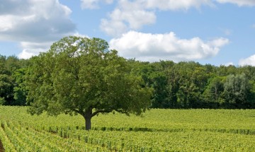 Héritage et foi au cœur du Mâconnais