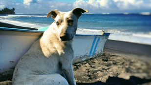 Les ultramarins et les animaux domestiques-Teaser