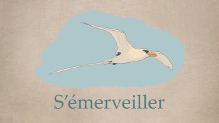 S'émerveiller (Rediffusion)