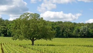 Héritage et foi au cœur du Mâconnais