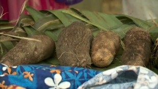 L'igname au coeur de la vie calédonienne