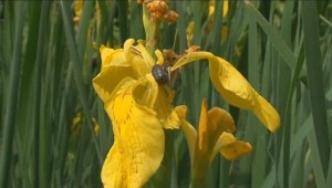 Les gardiens de la Terre : A Rocha