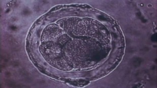 L'embryon dans tous ses états - Enquête chez les chercheurs