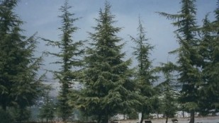 Yad Vashem : mémorial de la Shoah et des Justes