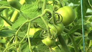 Reprendre pied ... dans la terre : Les Jardins de Cocagne
