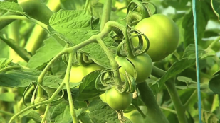 Reprendre pied ... dans la terre : Les Jardins de Cocagne
