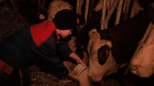 La terre nous a été confiée : Agriculteurs chrétiens face à la crise laitière