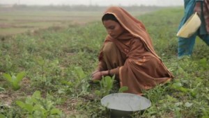 La croix d'une femme - L'histoire d'Asia Bibi