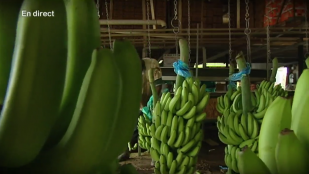La culture de la banane en Martinique