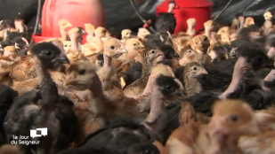 Eleveurs bio et solidaires