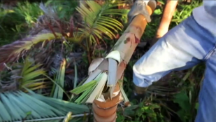 Jeune agriculteur à La Réunion