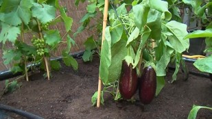 Jardin de justice et de paix : Le potager tropical du père de l'Epine