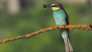 GÉNÉRATIONS LAUDATO SI' - Animaux menacés, créatures aimées de Dieu