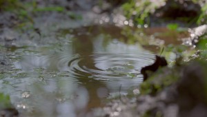 GÉNÉRATIONS LAUDATO SI' - Notre soeur eau