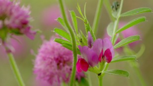 GÉNÉRATIONS LAUDATO SI' - Sous nos pieds, les richesses de l'infiniment petit