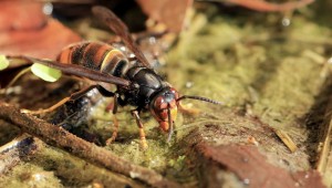 GÉNÉRATIONS LAUDATO SI' - Espèces envahissantes, fléau méconnu