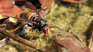 GÉNÉRATIONS LAUDATO SI' - Espèces envahissantes, fléau méconnu