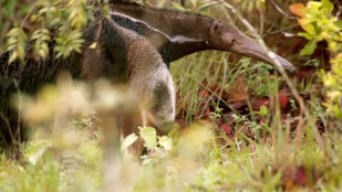 GÉNÉRATIONS LAUDATO SI' - « La clameur de la terre », émission spéciale